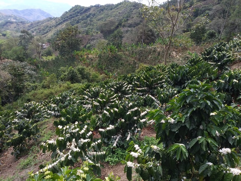 Ladera de café en floración
