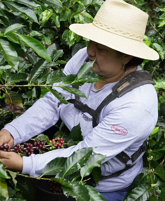 Mujer recolectando cerezas de café