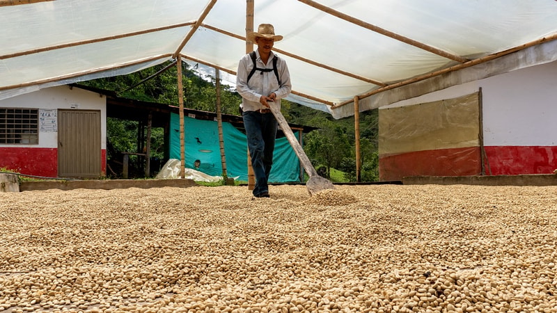 Secado del café